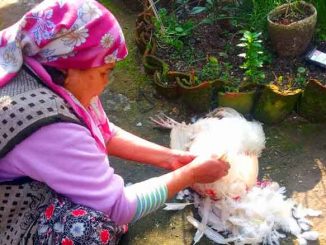 Nypitään kukon höyhenet pois